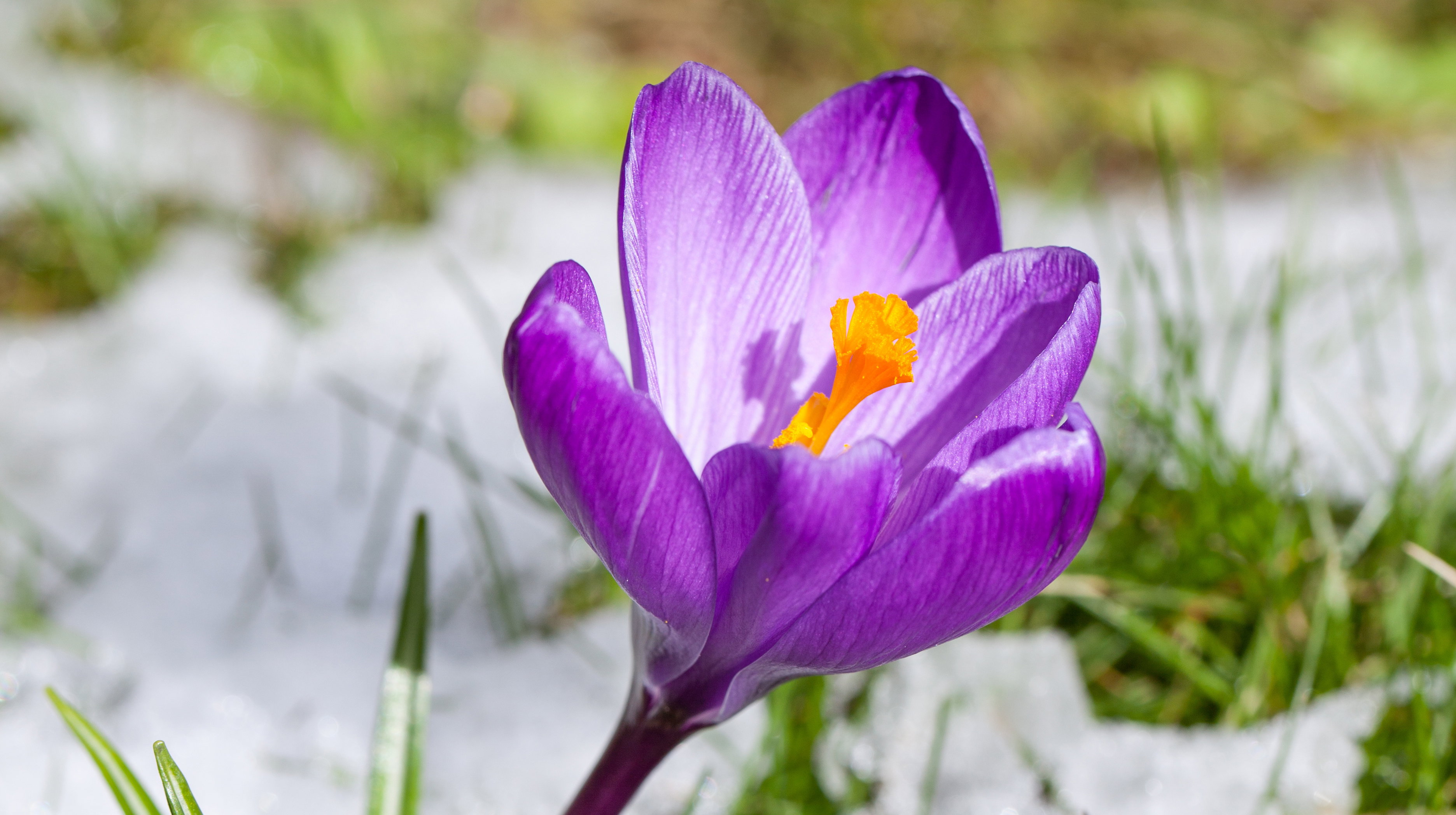 Luty w ogrodzie ozdobnym