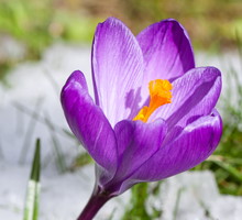 Luty w ogrodzie ozdobnym