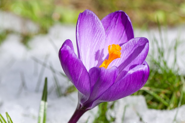 Luty w ogrodzie ozdobnym