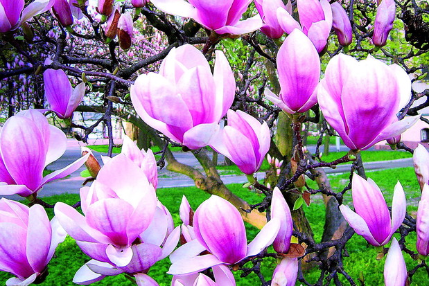 Magnolie to królowe wśród kwitnących wiosną krzewów i drzew. Urzekają nas swoimi pięknymi, atrakcyjnymi kwiatami, które rozwijają się przed rozwojem liści