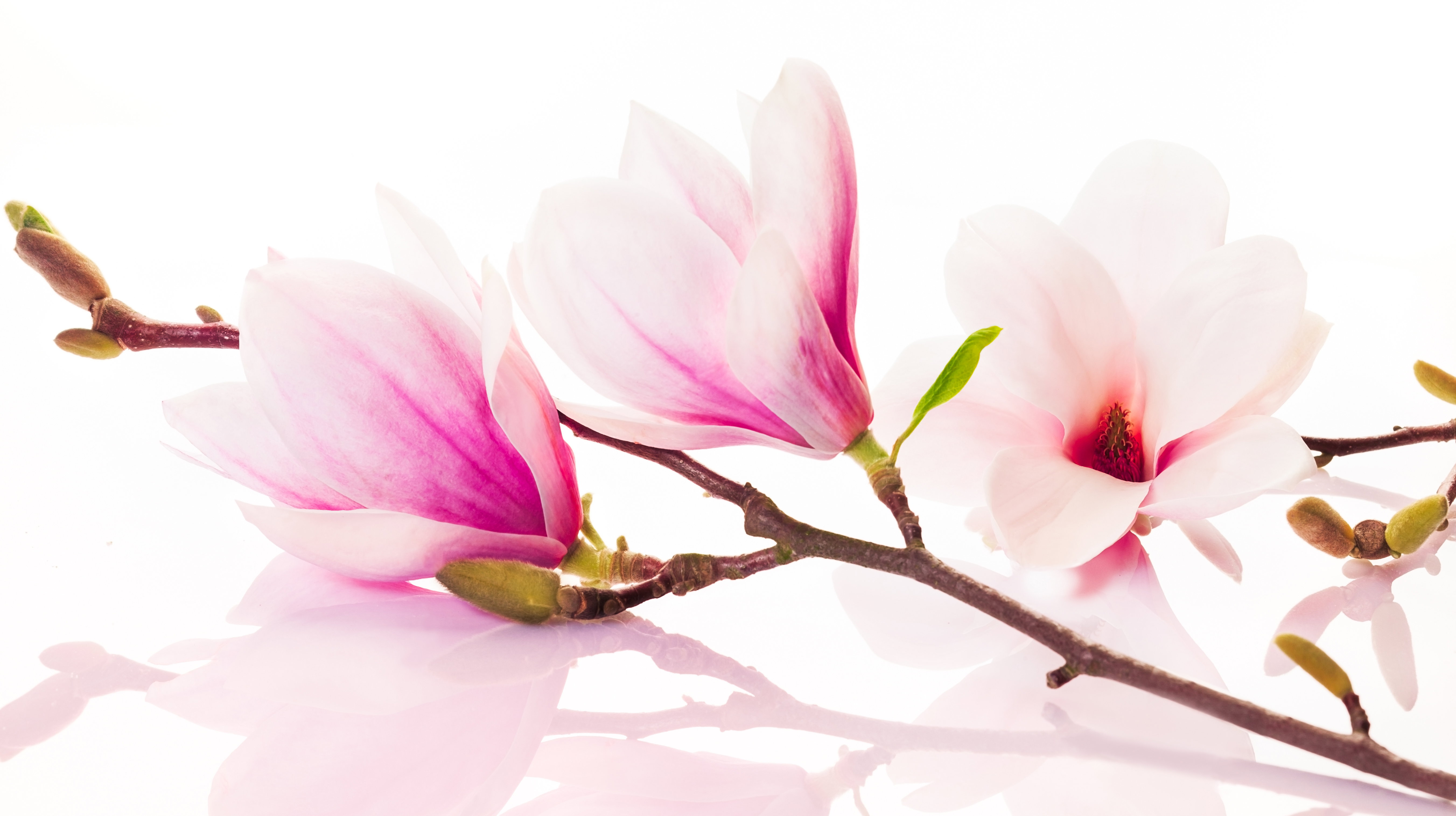 Maj to dobry czas na sadzenie magnolii.