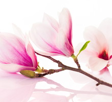 Maj to dobry czas na sadzenie magnolii.