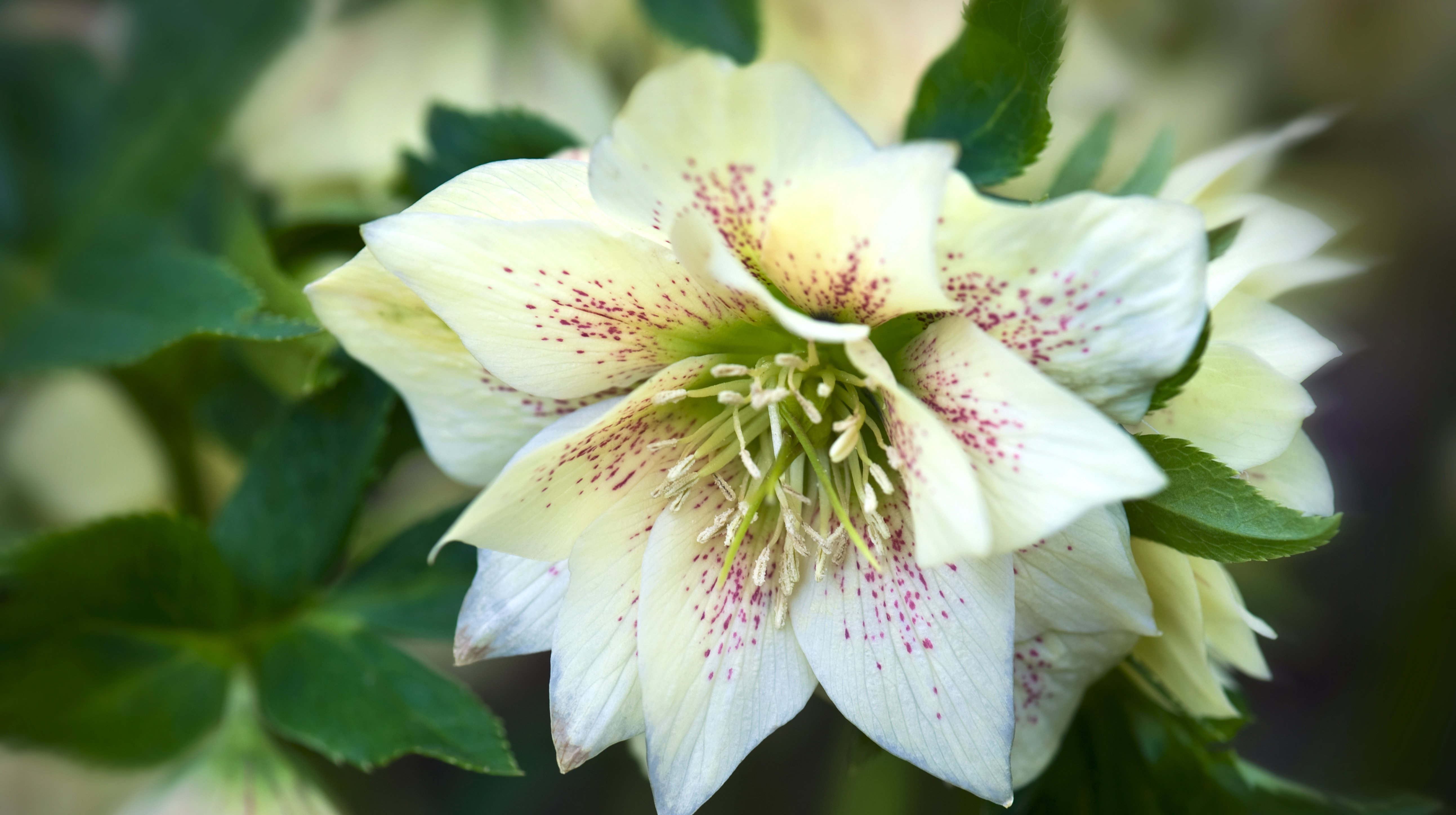 Maj to dobry moment na podział ciemierników