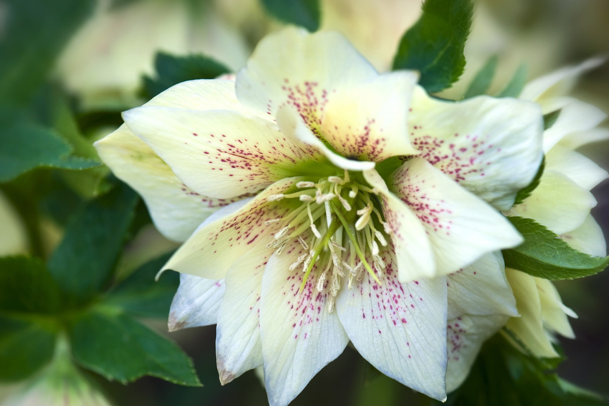 Maj to dobry moment na podział ciemierników