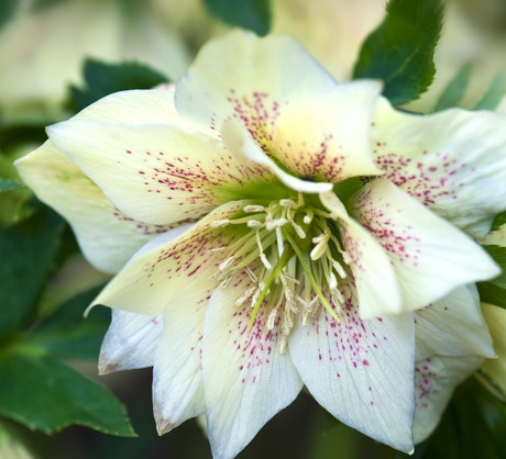 Maj to dobry moment na podział ciemierników