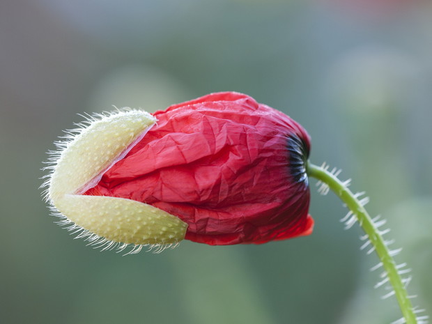 Mak polny kwitnie od maja do sierpnia