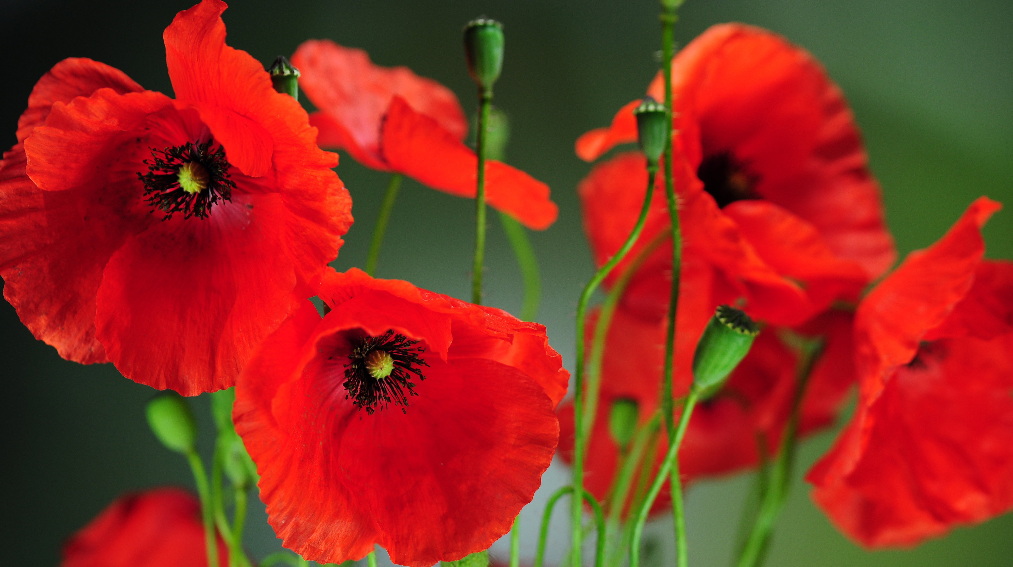 Mak polny znajduje zastosowanie w przemyśle farmaceutycznym
