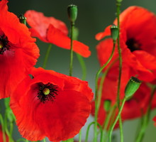 Mak polny znajduje zastosowanie w przemyśle farmaceutycznym