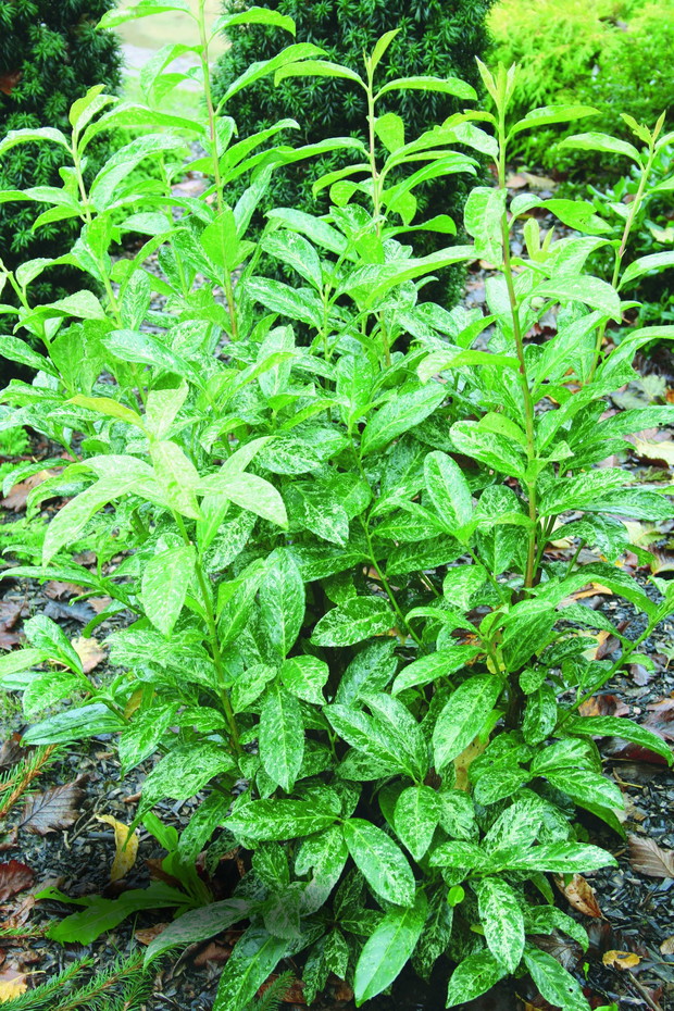 ‘Marbled white’ - odmiana ta charakteryzuje się nakrapianymi na biało liśćmi