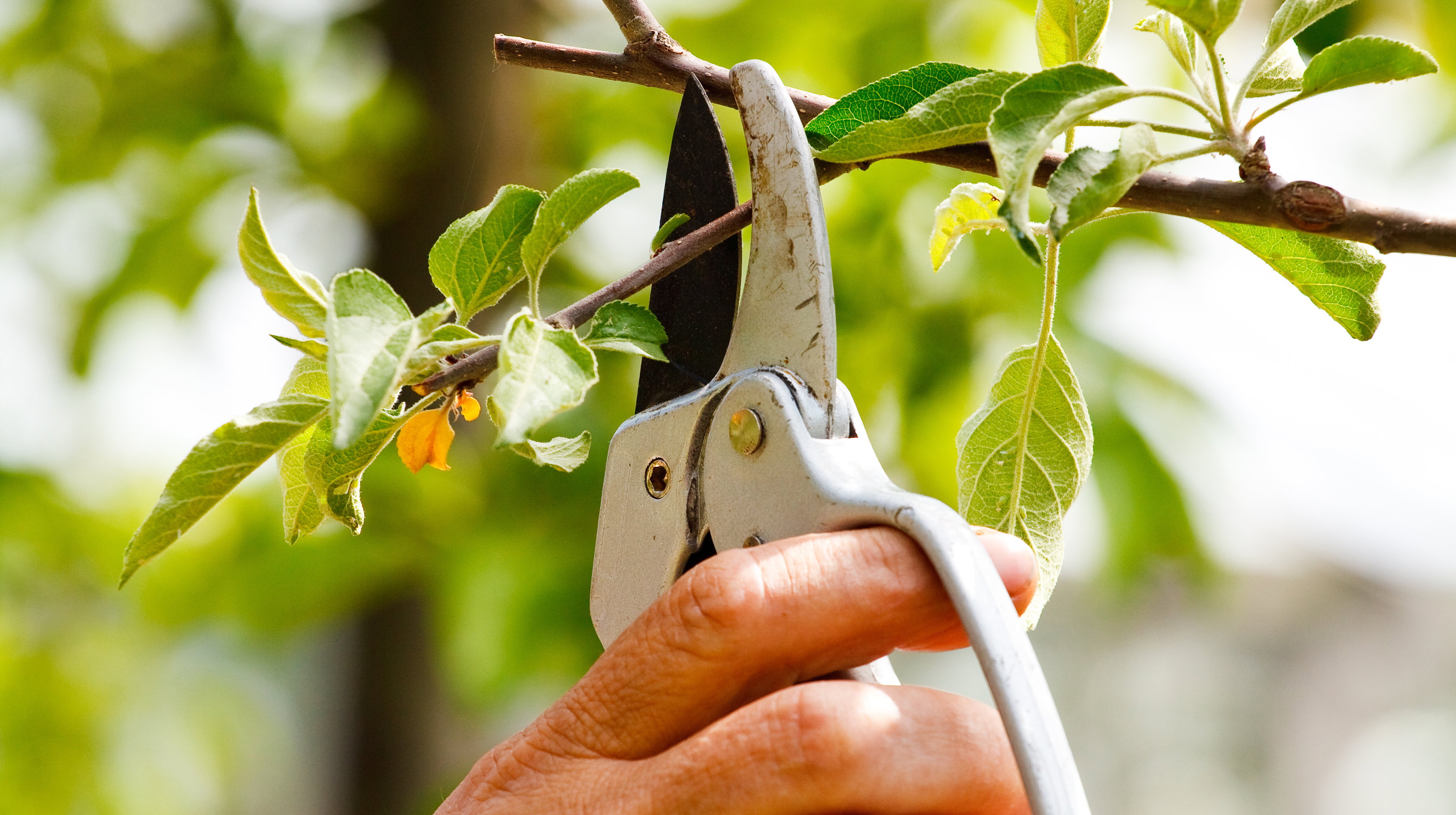 Marzec to idealny moment na cięcie jabłoni