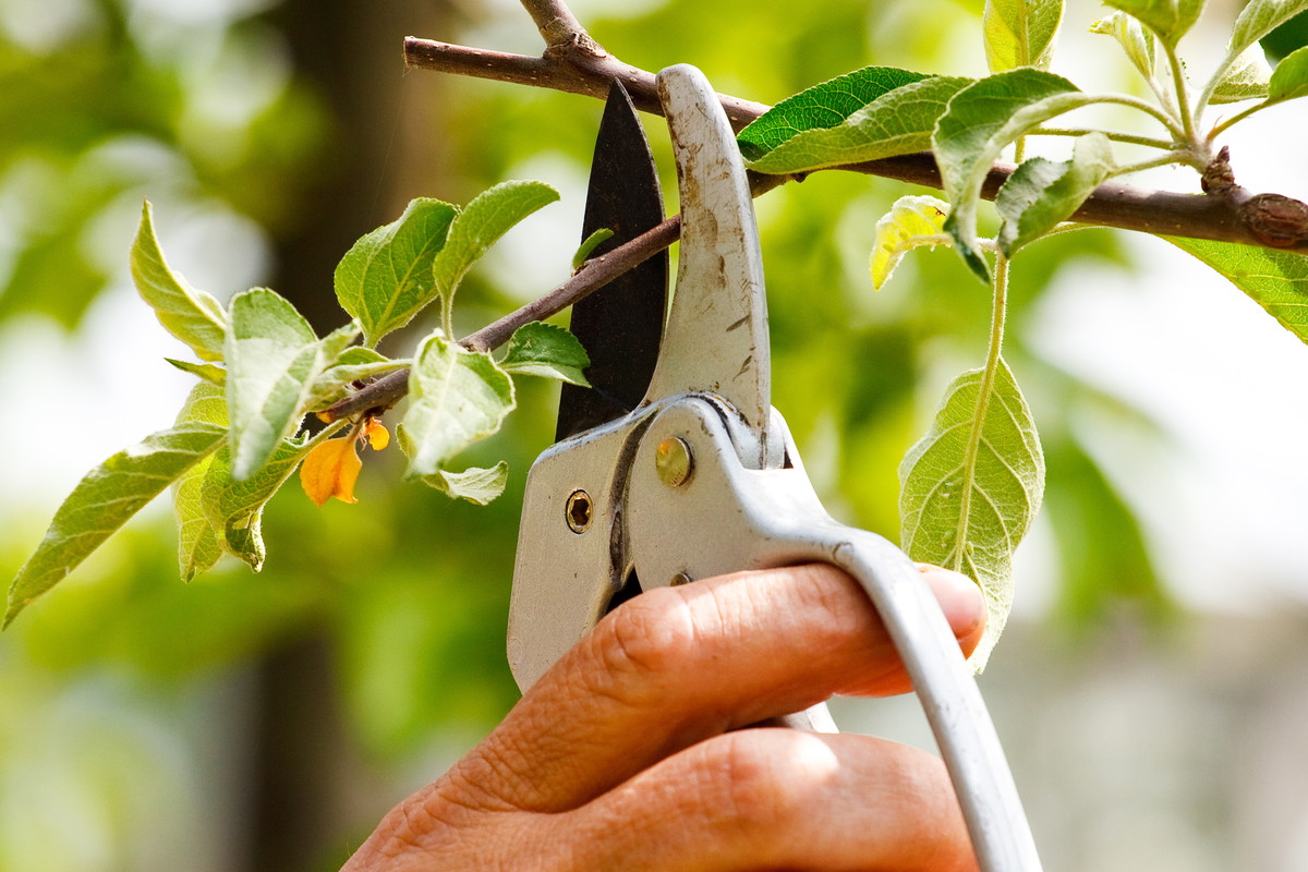 Marzec to idealny moment na cięcie jabłoni