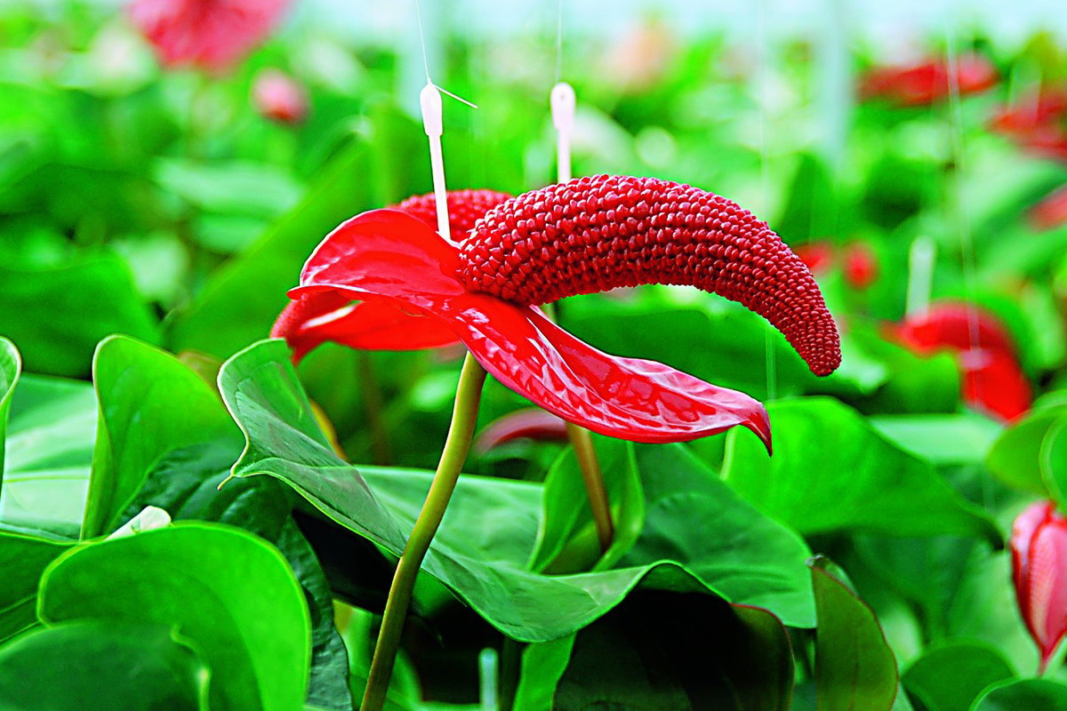 Masywne kolby ‘Red magic’ są tak ciężkie, że muszą być podpinane i podtrzymywane