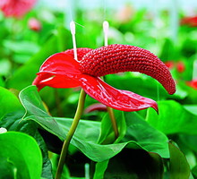 Masywne kolby ‘Red magic’ są tak ciężkie, że muszą być podpinane i podtrzymywane