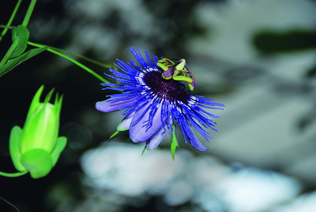Męczennica błękitna to gatunek najczęściej spotykany w uprawie