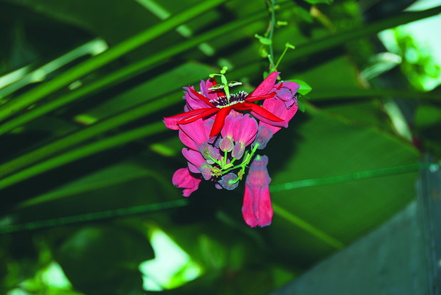 Męczennica czerwona. Passiflora coccinea ma kwiaty ze skrzyżowanymi pylnikami, zebrane w grona. Roślina ta rodzi duże, smaczne owoce