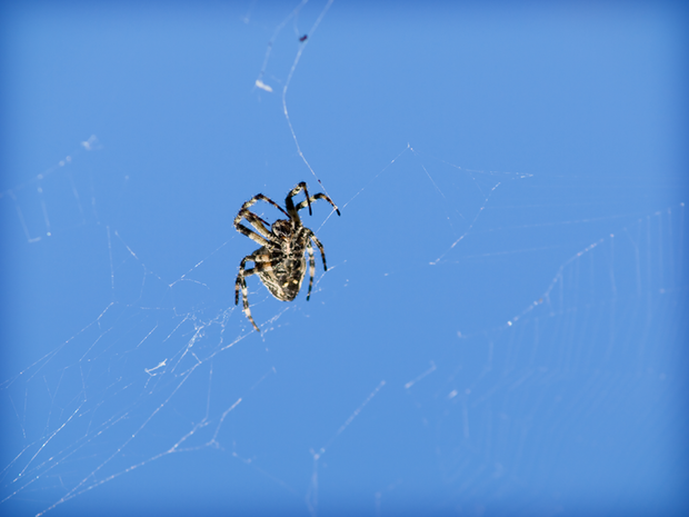 moi współlokatorzy