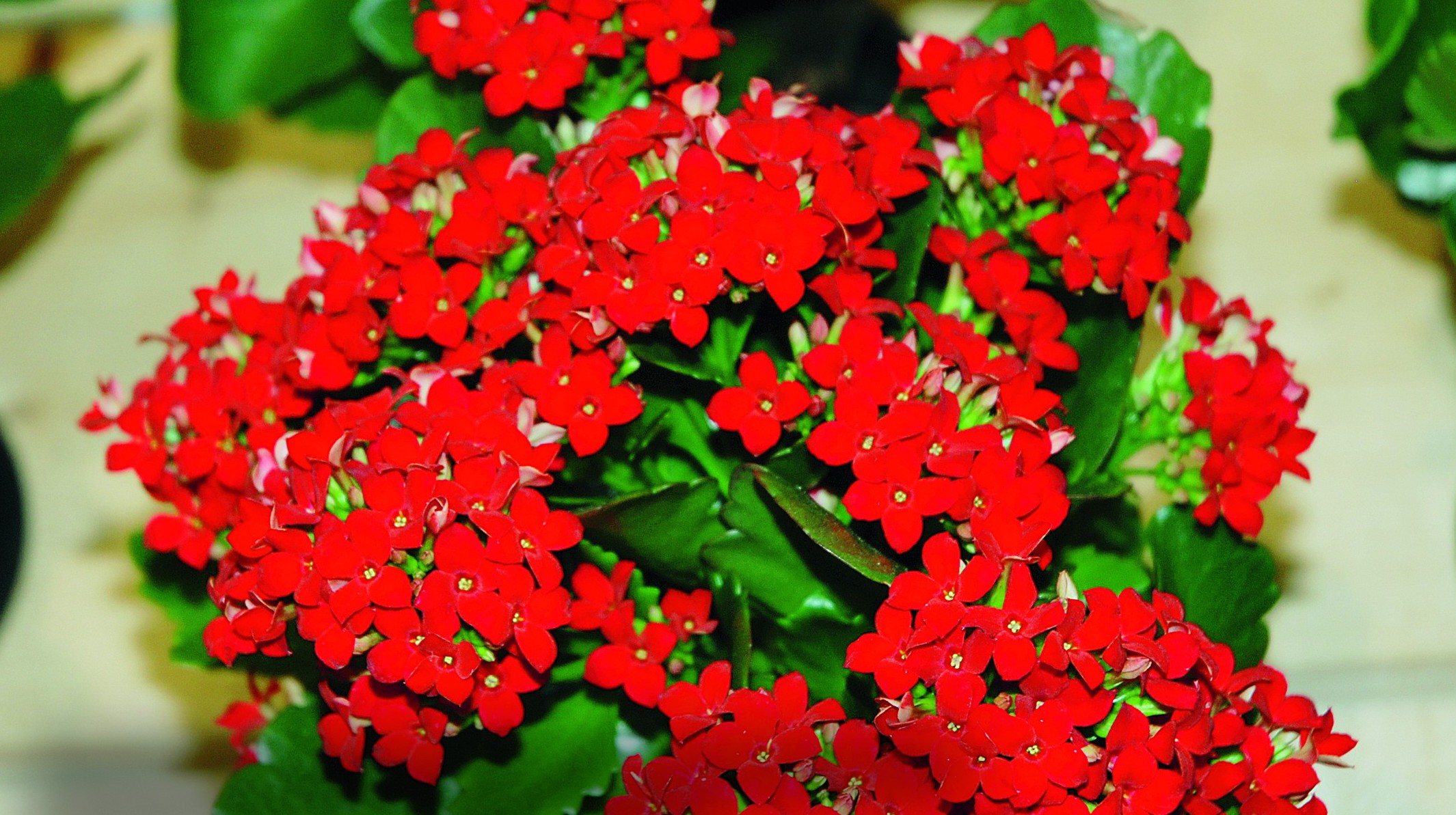 ‘Molly’ odmiany te mają mocno nasycone kolorem czerwone kwiaty