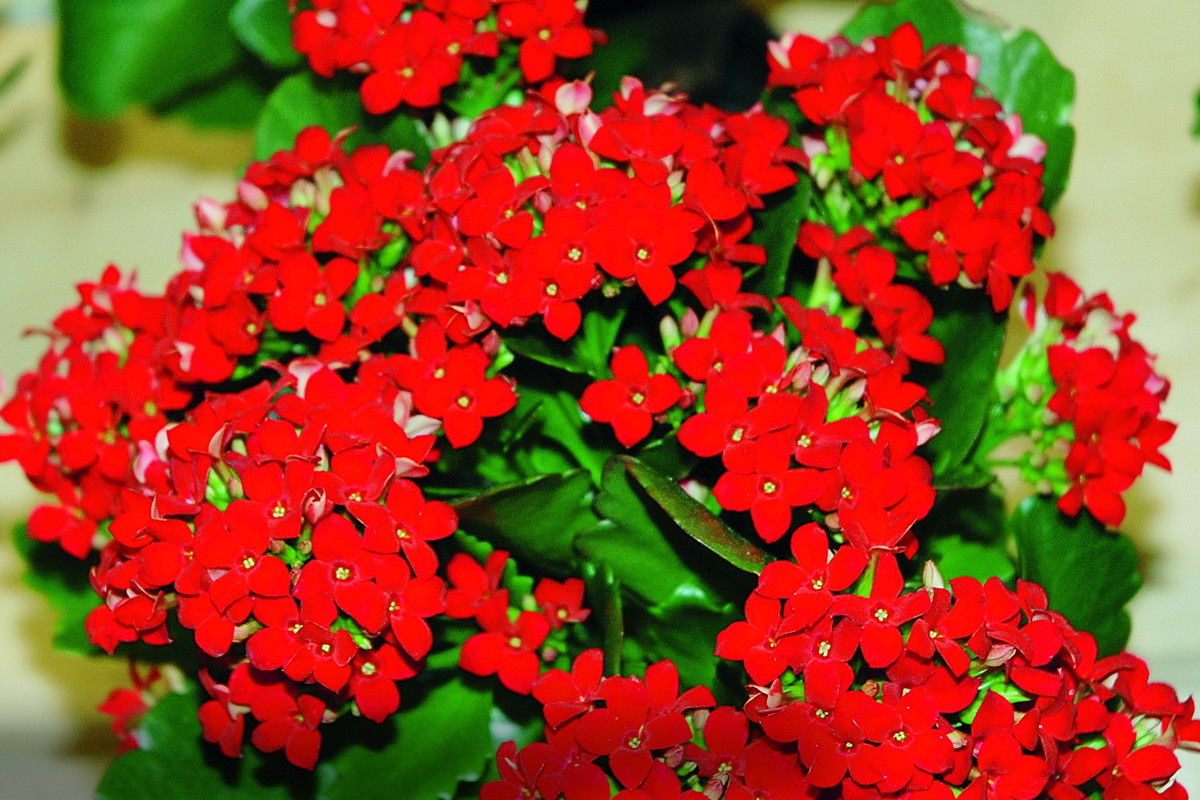 ‘Molly’ odmiany te mają mocno nasycone kolorem czerwone kwiaty
