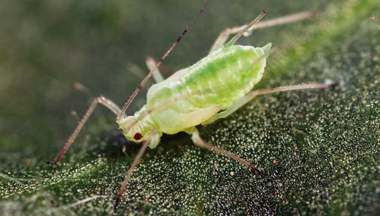 Mszyce powodują zahamowanie wzrostu roślin