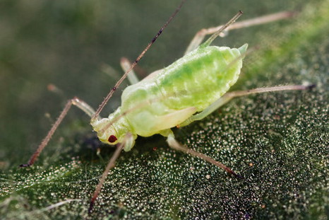 Mszyce powodują zahamowanie wzrostu roślin