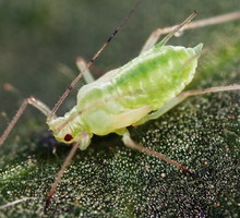 Mszyce powodują zahamowanie wzrostu roślin