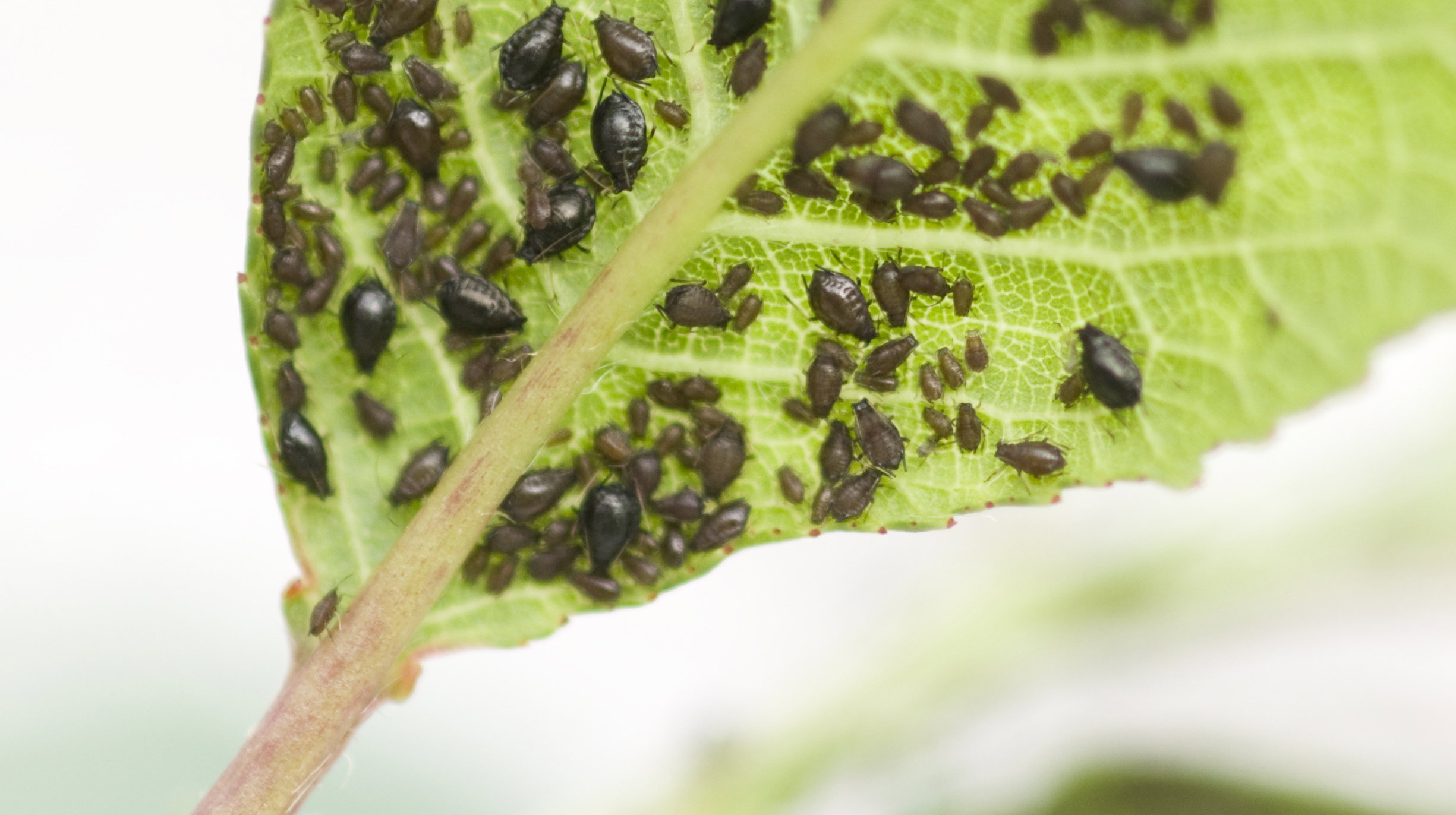 Mszyce to tylko jedno z zagrożeń które możemy spotkać a naszym ogrodzie.