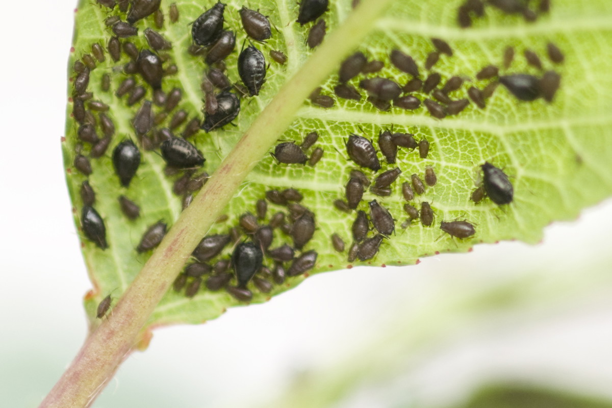 Mszyce to tylko jedno z zagrożeń które możemy spotkać a naszym ogrodzie.