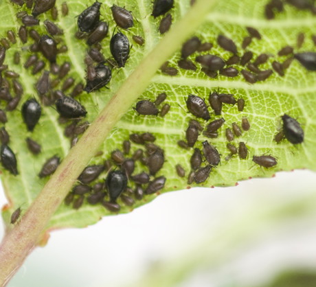 Mszyce to tylko jedno z zagrożeń które możemy spotkać a naszym ogrodzie.