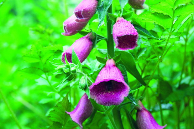 Na brzegach kwiatów naparstnic można zobaczyć charakterystyczne włoski