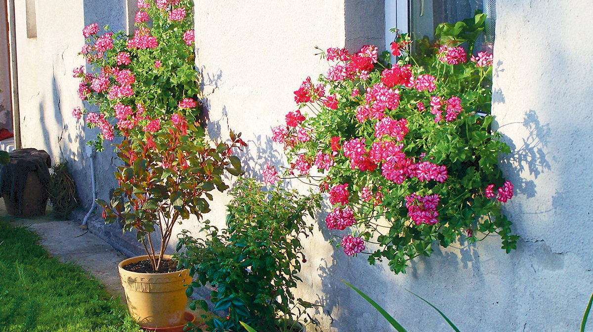 „Na parapetach ustawiłem dla Wandzi skrzynki z pelargoniami. Bez problemu podjedzie wózkiem i sama je podleje” - nasz czytelnik Zbigniew Kadłuczka