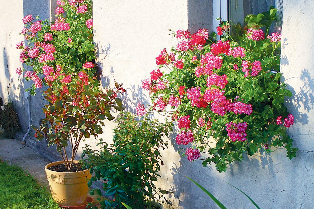 „Na parapetach ustawiłem dla Wandzi skrzynki z pelargoniami. Bez problemu podjedzie wózkiem i sama je podleje” - nasz czytelnik Zbigniew Kadłuczka