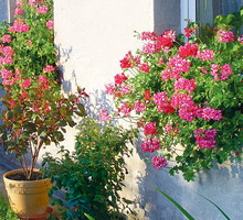 „Na parapetach ustawiłem dla Wandzi skrzynki z pelargoniami. Bez problemu podjedzie wózkiem i sama je podleje” - nasz czytelnik Zbigniew Kadłuczka