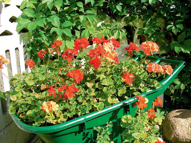 „Na parapetach ustawiłem dla Wandzi skrzynki z pelargoniami. Bez problemu podjedzie wózkiem i sama je podleje.” - Zbigniew Kadłuczka