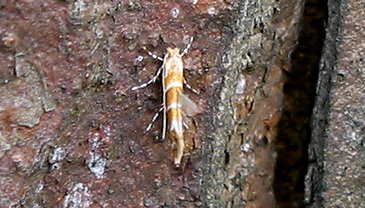 Na przełomie kwietnia i maja na pniach kasztanowców gromadzą się motyle