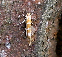 Na przełomie kwietnia i maja na pniach kasztanowców gromadzą się motyle