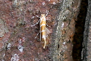 Na przełomie kwietnia i maja na pniach kasztanowców gromadzą się motyle