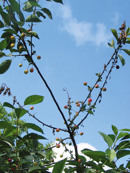 Na zaatakowanych przez moniliozę gałęziach widać zeschnięte liście