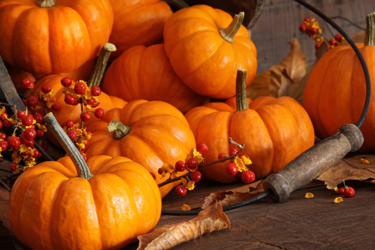 Najpóźniej do połowy maja powinniśmy wysiać dynie