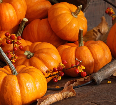 Najpóźniej do połowy maja powinniśmy wysiać dynie
