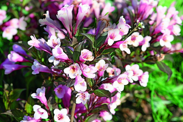 ‘Nana Purpurea’ o jasnoróżowych kwiatach