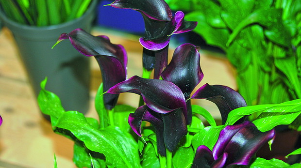 Niemal czarną barwą kwiatostanów zachwyca odmiana ‘Captain Palermo’