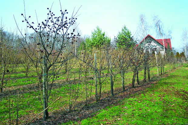 Nieszpułka wczesną wiosną. Drzewka tworzą szeroką, przeważnie nisko osadzoną parasolowatą koronę