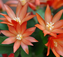 Niewymagający epifit uwielbia spryskiwanie. W okresie wzrostu najlepiej zasilać roślinę nawozem dla kaktusów