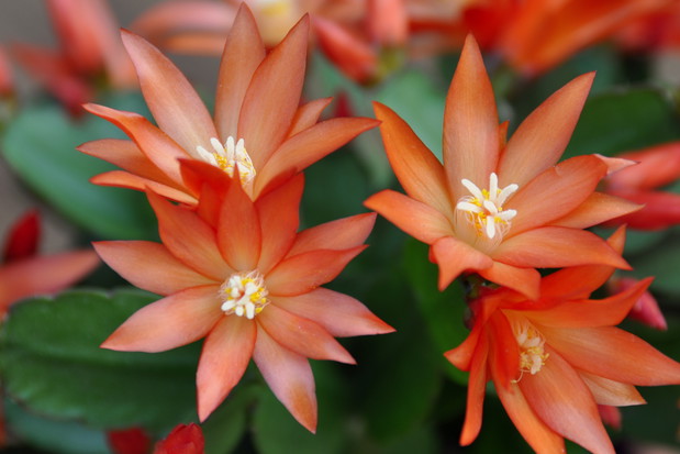 Niewymagający epifit uwielbia spryskiwanie. W okresie wzrostu najlepiej zasilać roślinę nawozem dla kaktusów