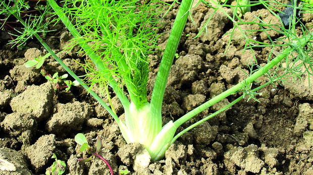 Niewymagający. Koper włoski nadaje się do uprawy zarówno z siewu, jak i z rozsady