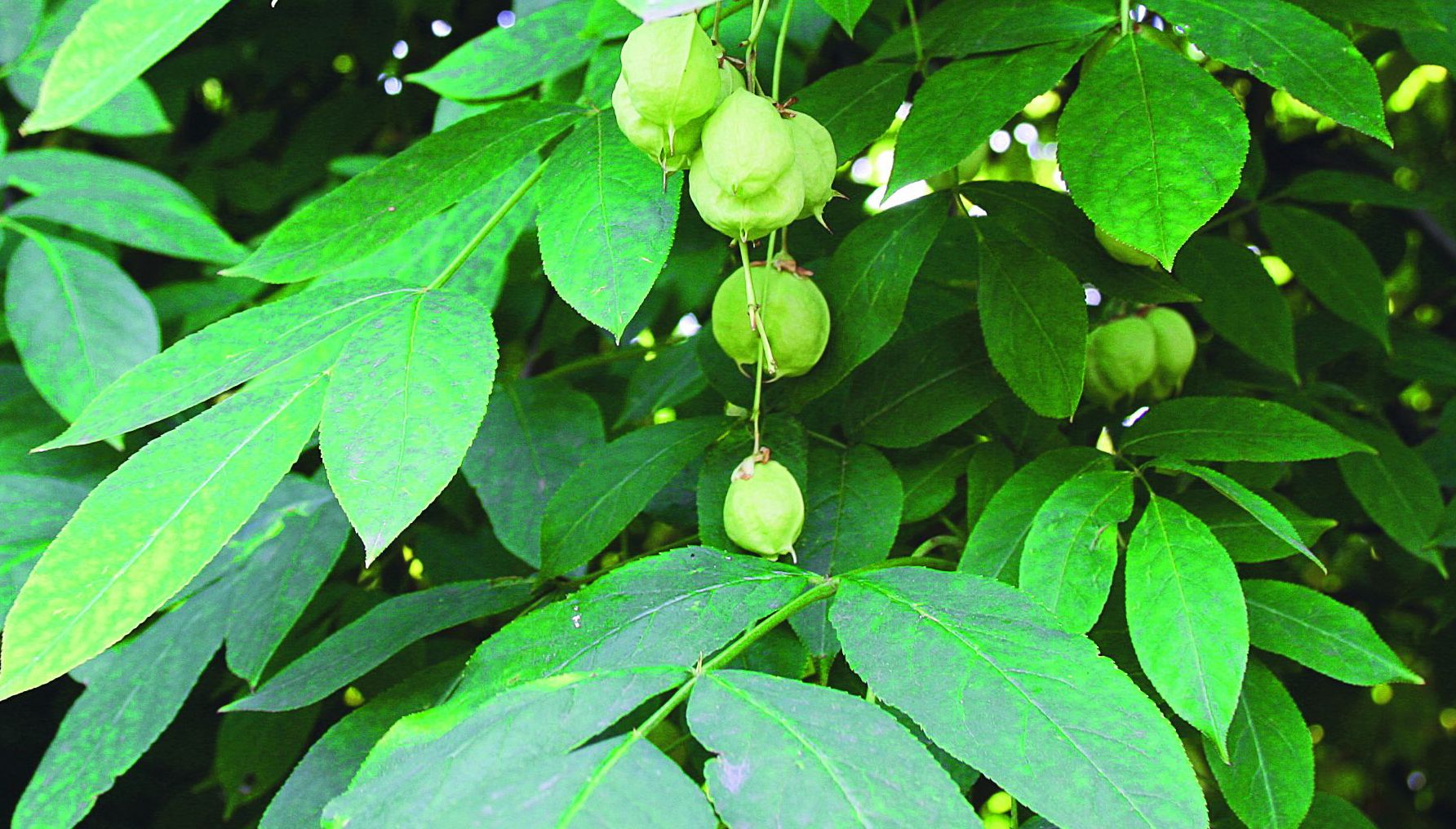 Niewymagający. Krzew ten rośnie dobrze prawie na każdej glebie