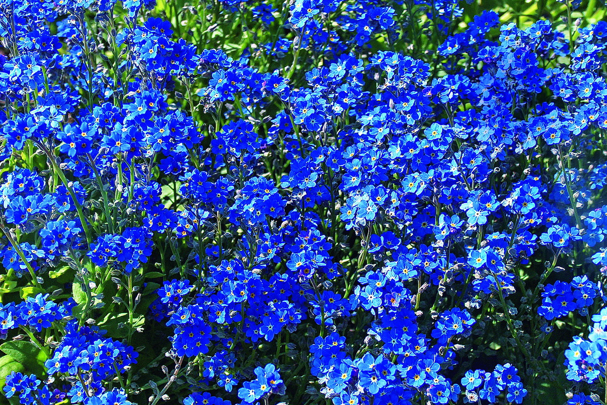 Niezapominajka 'Blue basket' ma intensywnie niebiesko wybarwione kwiaty