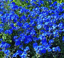 Niezapominajka 'Blue basket' ma intensywnie niebiesko wybarwione kwiaty