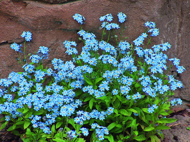 Niezapominajki wzbudzają zachwyt i nostalgię