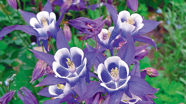 Obfite kwitnienie orlika wzbogaca każdą ogrodową rabatę o całą gamę interesujących barw i intrygujących kształtów